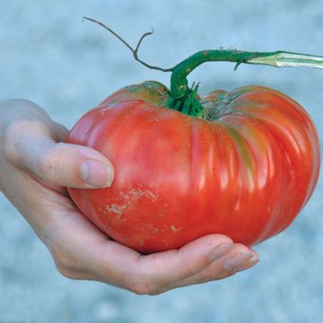 Photo of Brandywine Tomato Seed