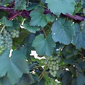 Photo of Chardonel Grape Vine