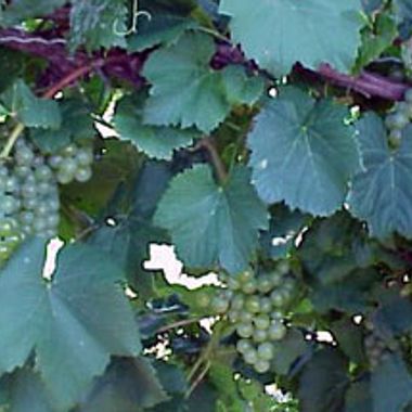 Photo of Chardonel Grape Vine