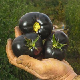 Photo of Black Beauty Tomato Seed