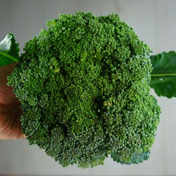 Photo of Waltham 29 Broccoli Seed