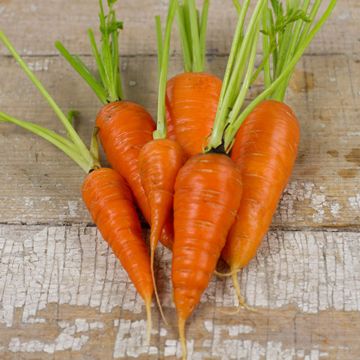 Photo of Chantenay Red Core Carrot Seed