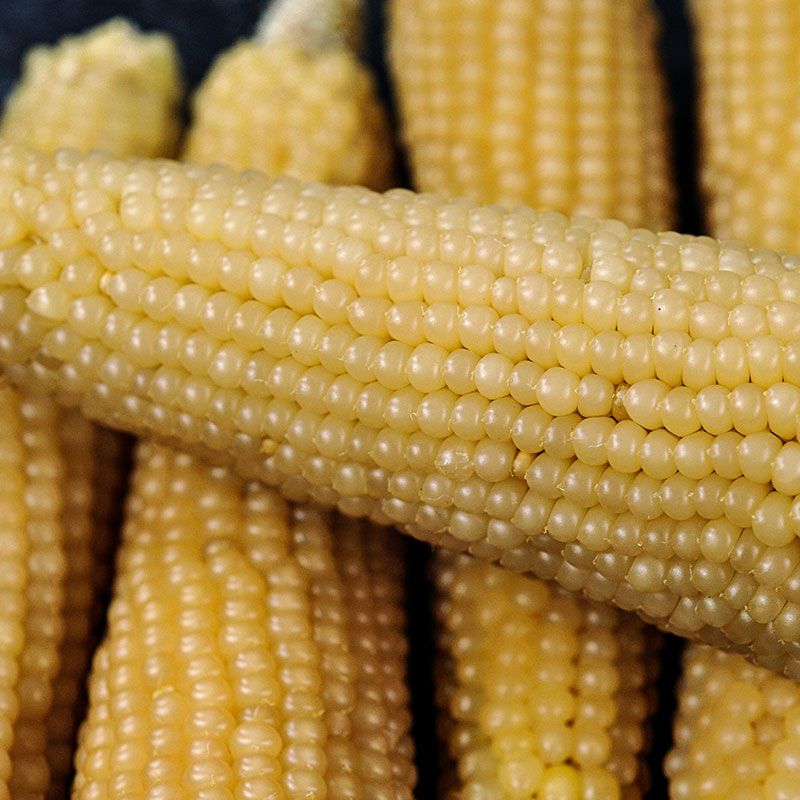 Amish Butter Popcorn Seeds Stark Bro's