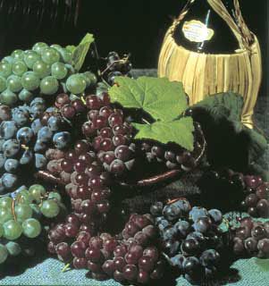 Photo of Vintner's Grape Vine Collection