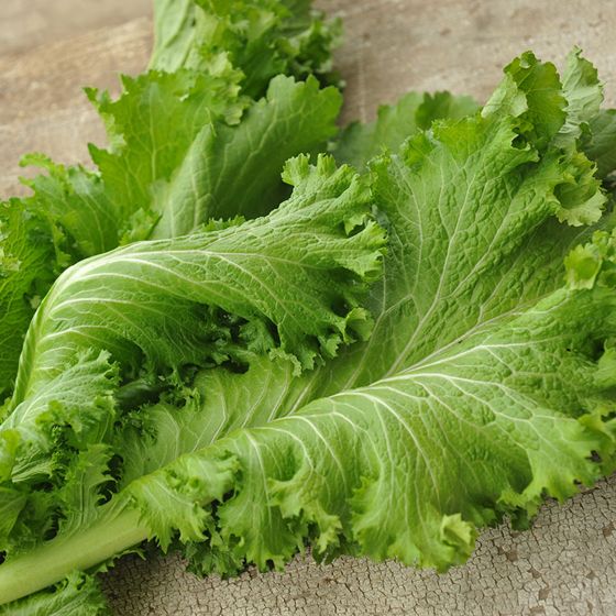 Photo of Southern Giant Curled Mustard Green Seed