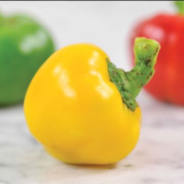 Photo of Peperone di Cuneo Pepper Seed