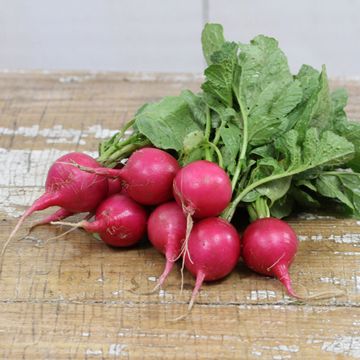Photo of Pink Beauty Radish Seed