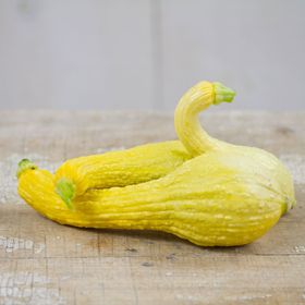 Photo of Early Summer Golden Crookneck Squash Seed
