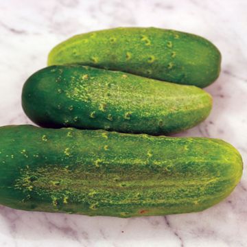 Photo of Chicago Pickling Cucumber Seed