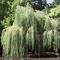 Photo of Babylonian Weeping Willow