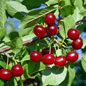 Photo of Carmine Jewel™ Bush Cherry Tree