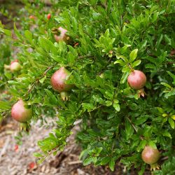 Photo of pomegranate tree.