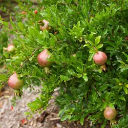 Photo of pomegranate tree.