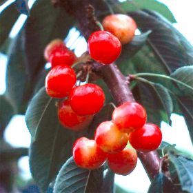 Photo of cherries on tree.