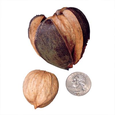 Shellbark Hickory Nut