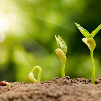 Photo of stages of seedling growth.