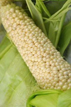 Photo of Country Gentleman Sweet Corn Seed