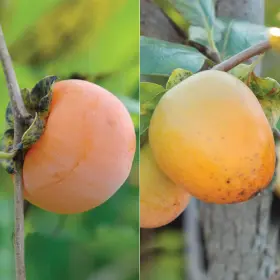 Photo collage of two persimmon varieties.