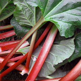 Photo of rhubarb.