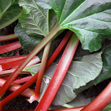 Photo of rhubarb.