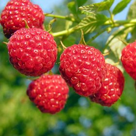 Photo of red raspberries unpicked.