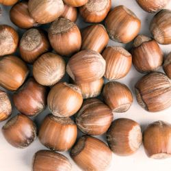 Photo of harvested hazelnuts.