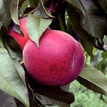 Photo of Earlystar® Peach Tree