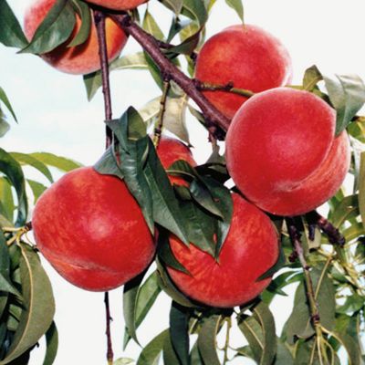 Photo of peaches on tree.