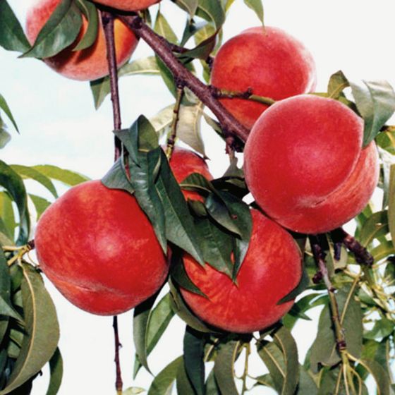 Photo of Coralstar® Peach Tree