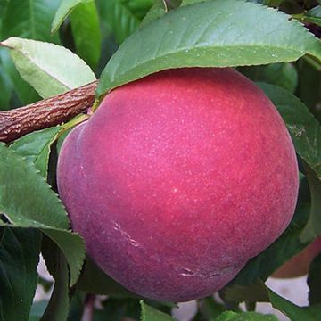 Photo of peach on tree.
