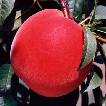 Photo of peach on tree.