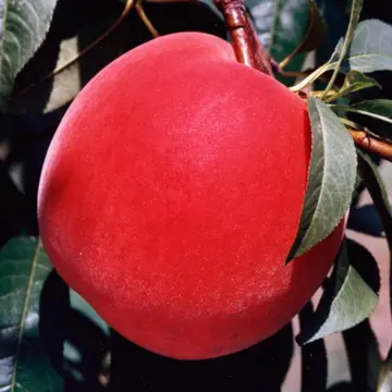 Photo of peach on tree.