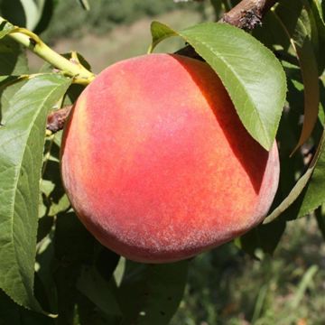 Photo of peach on tree.