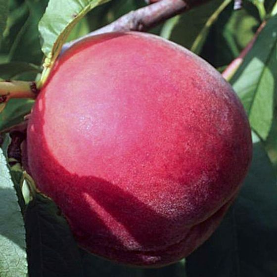 Photo of Flamin' Fury® (PF 19-007) Peach Tree