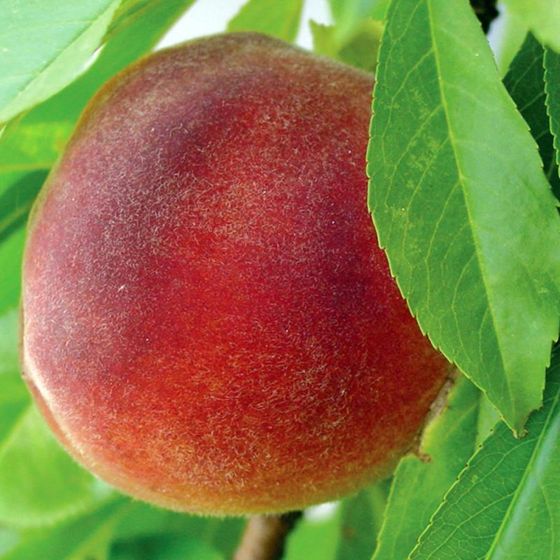 Polly White Peach – Trees of Antiquity