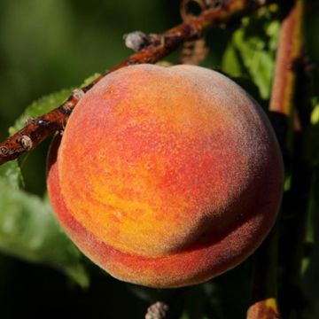 Photo of peach on tree.