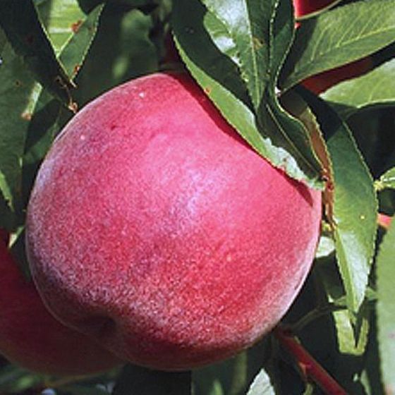 Photo of Flamin' Fury® (PF 8 Ball) Peach Tree
