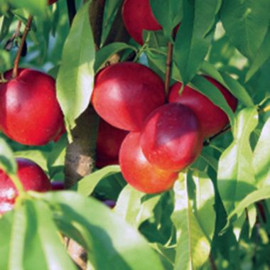 Photo of Flamin' Fury® PF 11 Nectarine Tree