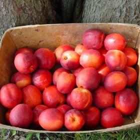 Photo of ripe nectarines in box.