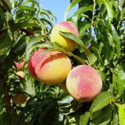 Photo of peaches on tree.