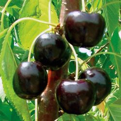 Photo of dark cherries on tree.