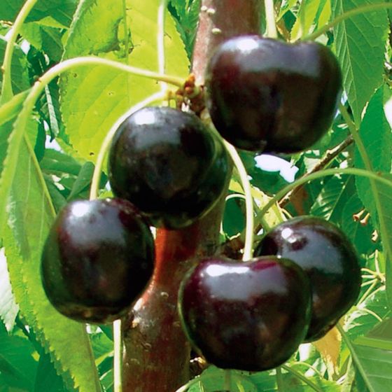 Photo of BlackPearl® Sweet Cherry Tree