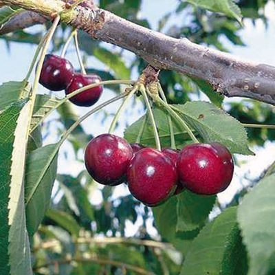 Photo of EbonyPearl® Sweet Cherry Tree