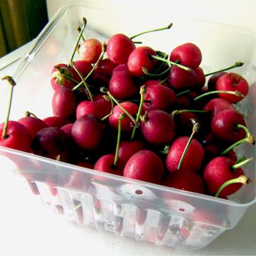 Photo of picked cherries.