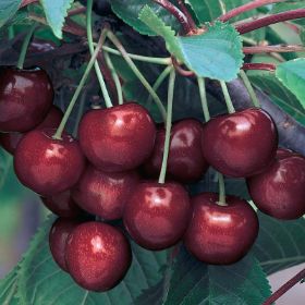 Photo of Ulster Sweet Cherry Tree