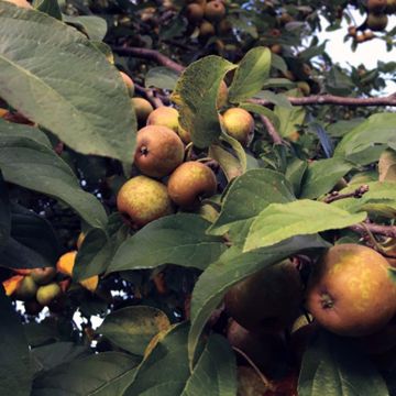 Photo of Franklin Cider™ Apple Tree