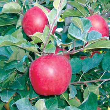 Photo of apple on tree.