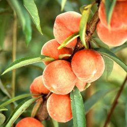 Photo of Flameprince Peach Tree