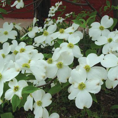 Photo of dogwood tree flowers.