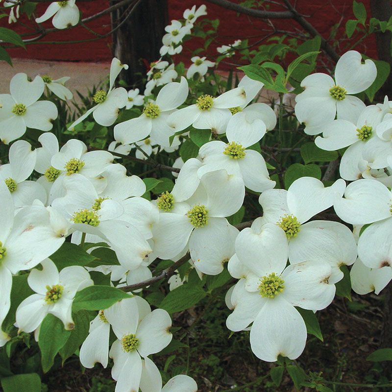 Flowering Dogwood